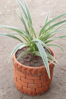 Bebek odasında satılan örümcek bitkisi nakit mahsulleri. İçerideki havayı temizlemeye yardımcı olur. Evlerde veya ofislerde formaldehit, ksilen, benzen ve karbon monoksit içeren kimyasalları absorbe edebilir