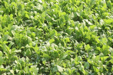 Çiftlikteki Spinacia oleracea tahıl için nakit mahsuldür. Magnezyum, B6 vitamini, A vitamini, C vitamini, K vitamini, demir, folik asit, potasyum, protein, lif gibi temel besinlere sahiptirler.