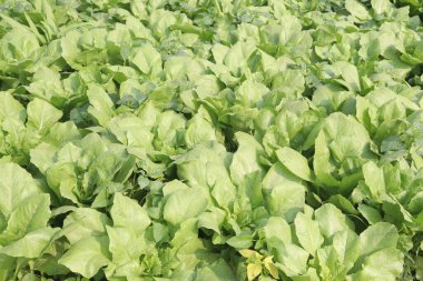 Çiftlikteki Spinacia oleracea tahıl için nakit mahsuldür. Magnezyum, B6 vitamini, A vitamini, C vitamini, K vitamini, demir, folik asit, potasyum, protein, lif gibi temel besinlere sahiptirler.