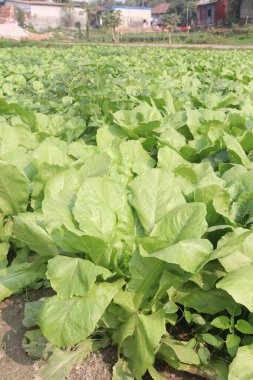 Çiftlikteki Spinacia oleracea tahıl için nakit mahsuldür. Magnezyum, B6 vitamini, A vitamini, C vitamini, K vitamini, demir, folik asit, potasyum, protein, lif gibi temel besinlere sahiptirler.