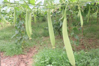 Çiftlikte hasatta sünger kabağı nakit paradır. Vitaminler, beslenme, mineraller, kalsiyum, magnezyum, potasyum. Sağlıklı kemiklere, kaslara, kalp fonksiyonlarına, diyete yardımcı olur. optimal sağlık desteği