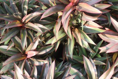 Satılık çocuk odasındaki fabrika Stromanthe nakit ürünleri. Havayı temizleyip, ideal bir ev ortamı yaratabilir. Çarpıcı güzellikteki rengi her odaya eşsiz bir dokunuş katar.