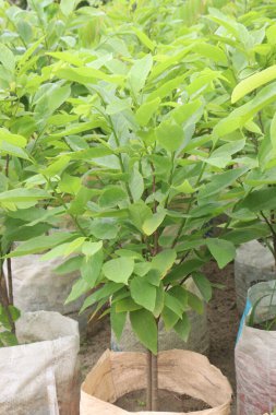 Kreşteki elma şekeri fabrikası satılıktır. Nakit ürünler. Ayrıca yaşlanmanın etkilerini azaltır ve kırışıklıkların görünümünü iyileştirir. A vitamini al.