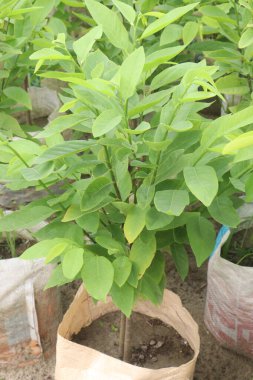 Kreşteki elma şekeri fabrikası satılıktır. Nakit ürünler. Ayrıca yaşlanmanın etkilerini azaltır ve kırışıklıkların görünümünü iyileştirir. A vitamini al.