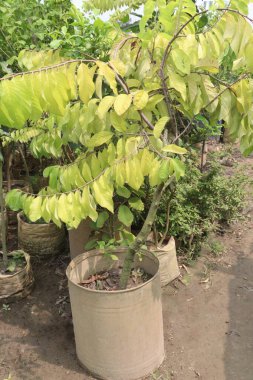 Kreşteki elma şekeri fabrikası satılıktır. Nakit ürünler. Ayrıca yaşlanmanın etkilerini azaltır ve kırışıklıkların görünümünü iyileştirir. A vitamini al.