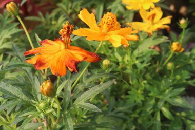 Çiftlikteki sülfür kozmosu bitkisi hasat için nakit mahsuldür. Organik tohum yetiştirmek için kimyasal kullanmayın. Bu güzel yapraklar da yenilebilir. Antioksidan var, oksidatif DNA hasarına karşı etkili.