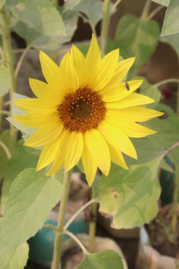 Hasat için çiftlikteki ayçiçeği bitkisi nakit mahsulüdür. Düşük kardiyovasküler hastalıklar, yüksek kolesterol, yüksek tansiyon. Tohumlarda birçok vitamin ve mineral vardır. bağışıklık sistemini geliştirebilir