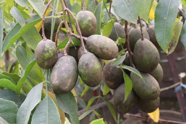 Spondias mombin bitkisi kreşte satılıyor. Nakit ürünler. Kürtaj, kabızlık, ateş, bel soğukluğu, doğum sonrası kanama, sindirim ağrısı, ishal, dizanteri, yaralar.