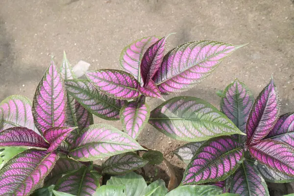 Çocuk odasındaki Strobilanthes Dyeriana fabrikası satılık nakit mahsuller. Kanser ve diyabet tedavisi. Geleneksel kullanımlar arasında sarılık, hemoroit ve ülserlerin tedavisi yer alıyor