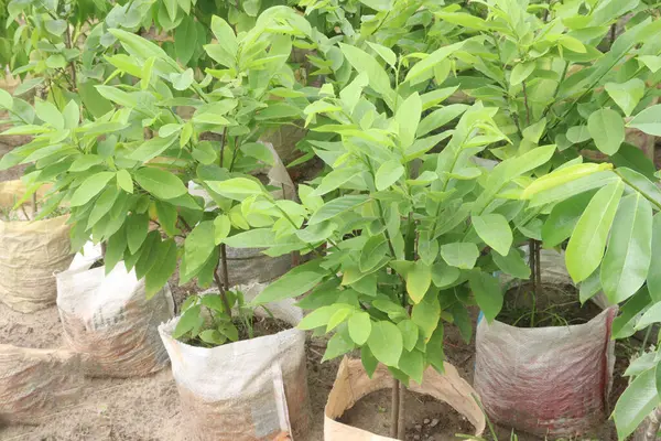 stock image sugar apple plant on nursery for sell are cash crops. They also help to reduce signs of aging and improve the appearance of wrinkles. have vitamin A