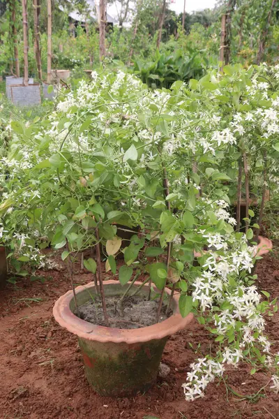 stock image Sweet autumn clematis flower plant on nursery for sell are cash crops. clematis is used for joint pain rheumatism, headaches, varicose veins, syphilis, gout, bone, ongoing skin, fluid retention