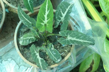 Bebek odasındaki Syngonium wendlandii bitkisi nakit mahsulü. Güzel yapraklarını gösteren bir bitki yetiştirmek çok kolaydır. Yapraklara harika bir beyaz çeşitlilik eşlik eder.