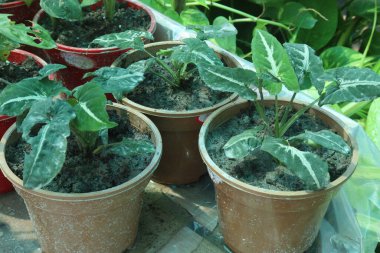 Bebek odasındaki Syngonium wendlandii bitkisi nakit mahsulü. Güzel yapraklarını gösteren bir bitki yetiştirmek çok kolaydır. Yapraklara harika bir beyaz çeşitlilik eşlik eder.