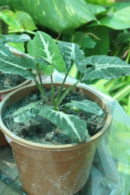 Bebek odasındaki Syngonium wendlandii bitkisi nakit mahsulü. Güzel yapraklarını gösteren bir bitki yetiştirmek çok kolaydır. Yapraklara harika bir beyaz çeşitlilik eşlik eder.