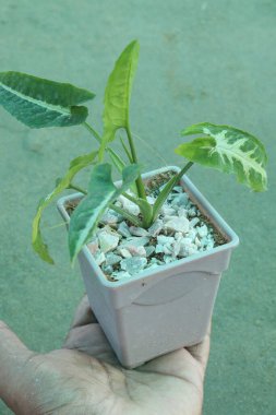 Bebek odasındaki Syngonium wendlandii bitkisi nakit mahsulü. Güzel yapraklarını gösteren bir bitki yetiştirmek çok kolaydır. Yapraklara harika bir beyaz çeşitlilik eşlik eder.