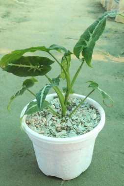 Bebek odasındaki Syngonium wendlandii bitkisi nakit mahsulü. Güzel yapraklarını gösteren bir bitki yetiştirmek çok kolaydır. Yapraklara harika bir beyaz çeşitlilik eşlik eder.