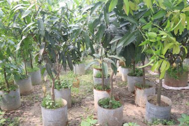 Çiftlikteki mango ağacı hasadı nakit mahsulüdür.