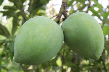Çiftlikteki ağaçta satılan mangolar nakit mahsullerdir. Magnezyum, potasyum, her ikisi de düşük kan basıncına bağlı. Düzenli bir nabız. Kalbindeki iltihabı azaltmak için mangimin verin.