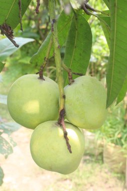 Çiftlikteki ağaçta satılan mangolar nakit mahsullerdir. Magnezyum, potasyum, her ikisi de düşük kan basıncına bağlı. Düzenli bir nabız. Kalbindeki iltihabı azaltmak için mangimin verin.