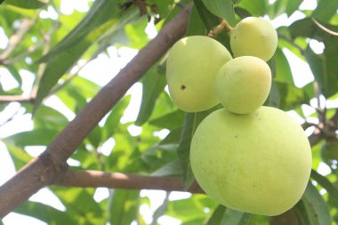 Çiftlikteki ağaçta satılan mangolar nakit mahsullerdir. Magnezyum, potasyum, her ikisi de düşük kan basıncına bağlı. Düzenli bir nabız. Kalbindeki iltihabı azaltmak için mangimin verin.