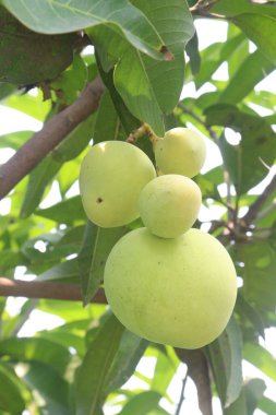 Çiftlikteki ağaçta satılan mangolar nakit mahsullerdir. Magnezyum, potasyum, her ikisi de düşük kan basıncına bağlı. Düzenli bir nabız. Kalbindeki iltihabı azaltmak için mangimin verin.