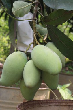 Çiftlikteki ağaçta satılan mangolar nakit mahsullerdir. Magnezyum, potasyum, her ikisi de düşük kan basıncına bağlı. Düzenli bir nabız. Kalbindeki iltihabı azaltmak için mangimin verin.