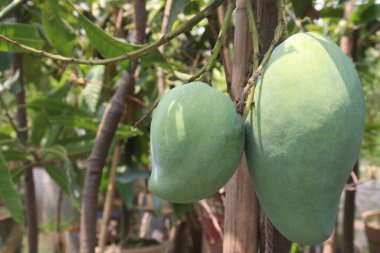 Çiftlikteki ağaçta satılan mangolar nakit mahsullerdir. Magnezyum, potasyum, her ikisi de düşük kan basıncına bağlı. Düzenli bir nabız. Kalbindeki iltihabı azaltmak için mangimin verin.