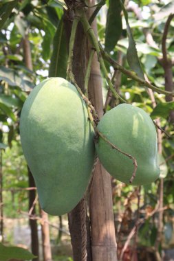 Çiftlikteki ağaçta satılan mangolar nakit mahsullerdir. Magnezyum, potasyum, her ikisi de düşük kan basıncına bağlı. Düzenli bir nabız. Kalbindeki iltihabı azaltmak için mangimin verin.