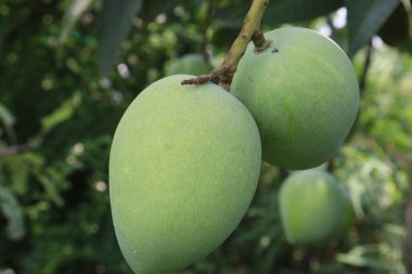 Çiftlikteki ağaçta satılan mangolar nakit mahsullerdir. Magnezyum, potasyum, her ikisi de düşük kan basıncına bağlı. Düzenli bir nabız. Kalbindeki iltihabı azaltmak için mangimin verin.