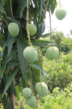 Çiftlikteki ağaçta satılan mangolar nakit mahsullerdir. Magnezyum, potasyum, her ikisi de düşük kan basıncına bağlı. Düzenli bir nabız. Kalbindeki iltihabı azaltmak için mangimin verin.