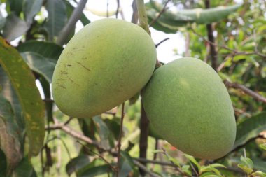 Çiftlikteki ağaçta satılan mangolar nakit mahsullerdir. Magnezyum, potasyum, her ikisi de düşük kan basıncına bağlı. Düzenli bir nabız. Kalbindeki iltihabı azaltmak için mangimin verin.