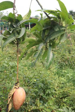 mango on tree in farm for sell are cash crops. have magnesium, potassium, both are connected to lower blood pressure a regular pulse. have mangiferin are reduce inflammation of the heart clipart