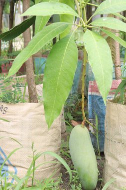 Çiftlikteki ağaçta satılan mangolar nakit mahsullerdir. Magnezyum, potasyum, her ikisi de düşük kan basıncına bağlı. Düzenli bir nabız. Kalbindeki iltihabı azaltmak için mangimin verin.