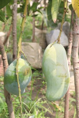 Çiftlikteki ağaçta satılan mangolar nakit mahsullerdir. Magnezyum, potasyum, her ikisi de düşük kan basıncına bağlı. Düzenli bir nabız. Kalbindeki iltihabı azaltmak için mangimin verin.