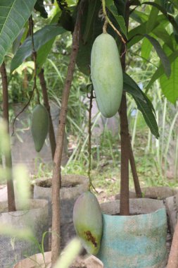 Çiftlikteki ağaçta satılan mangolar nakit mahsullerdir. Magnezyum, potasyum, her ikisi de düşük kan basıncına bağlı. Düzenli bir nabız. Kalbindeki iltihabı azaltmak için mangimin verin.