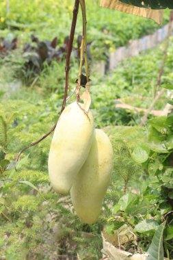 Çiftlikteki ağaçta satılan mangolar nakit mahsullerdir. Magnezyum, potasyum, her ikisi de düşük kan basıncına bağlı. Düzenli bir nabız. Kalbindeki iltihabı azaltmak için mangimin verin.
