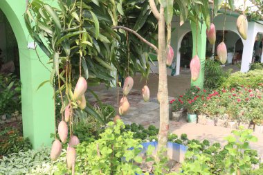 Çiftlikteki ağaçta satılan mangolar nakit mahsullerdir. Magnezyum, potasyum, her ikisi de düşük kan basıncına bağlı. Düzenli bir nabız. Kalbindeki iltihabı azaltmak için mangimin verin.