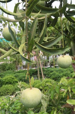 Çiftlikteki ağaçta satılan mangolar nakit mahsullerdir. Magnezyum, potasyum, her ikisi de düşük kan basıncına bağlı. Düzenli bir nabız. Kalbindeki iltihabı azaltmak için mangimin verin.