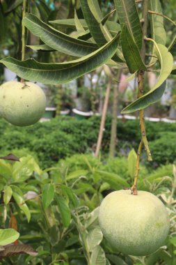 Çiftlikteki ağaçta satılan mangolar nakit mahsullerdir. Magnezyum, potasyum, her ikisi de düşük kan basıncına bağlı. Düzenli bir nabız. Kalbindeki iltihabı azaltmak için mangimin verin.