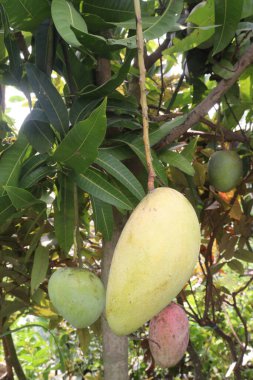 Çiftlikteki ağaçta satılan mangolar nakit mahsullerdir. Magnezyum, potasyum, her ikisi de düşük kan basıncına bağlı. Düzenli bir nabız. Kalbindeki iltihabı azaltmak için mangimin verin.