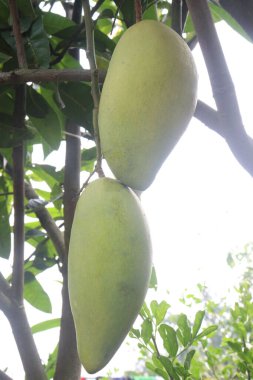 Çiftlikteki ağaçta satılan mangolar nakit mahsullerdir. Magnezyum, potasyum, her ikisi de düşük kan basıncına bağlı. Düzenli bir nabız. Kalbindeki iltihabı azaltmak için mangimin verin.