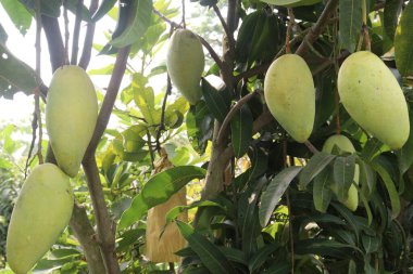 Çiftlikteki ağaçta satılan mangolar nakit mahsullerdir. Magnezyum, potasyum, her ikisi de düşük kan basıncına bağlı. Düzenli bir nabız. Kalbindeki iltihabı azaltmak için mangimin verin.