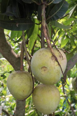 Çiftlikteki ağaçta satılan mangolar nakit mahsullerdir. Magnezyum, potasyum, her ikisi de düşük kan basıncına bağlı. Düzenli bir nabız. Kalbindeki iltihabı azaltmak için mangimin verin.