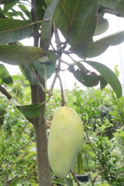 Çiftlikteki ağaçta satılan mangolar nakit mahsullerdir. Magnezyum, potasyum, her ikisi de düşük kan basıncına bağlı. Düzenli bir nabız. Kalbindeki iltihabı azaltmak için mangimin verin.