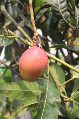 mango on tree in farm for sell are cash crops. have magnesium, potassium, both are connected to lower blood pressure a regular pulse. have mangiferin are reduce inflammation of the heart clipart