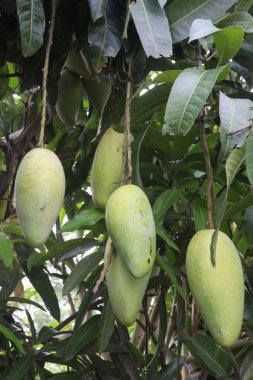 Çiftlikteki ağaçta satılan mangolar nakit mahsullerdir. Magnezyum, potasyum, her ikisi de düşük kan basıncına bağlı. Düzenli bir nabız. Kalbindeki iltihabı azaltmak için mangimin verin.