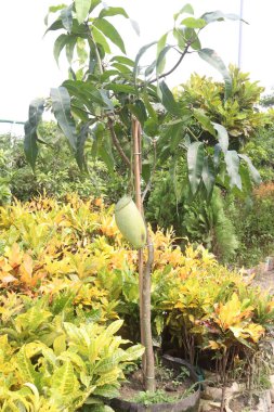 Çiftlikteki ağaçta satılan mangolar nakit mahsullerdir. Magnezyum, potasyum, her ikisi de düşük kan basıncına bağlı. Düzenli bir nabız. Kalbindeki iltihabı azaltmak için mangimin verin.