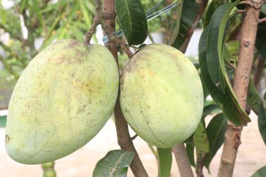 Çiftlikteki ağaçta satılan mangolar nakit mahsullerdir. Magnezyum, potasyum, her ikisi de düşük kan basıncına bağlı. Düzenli bir nabız. Kalbindeki iltihabı azaltmak için mangimin verin.