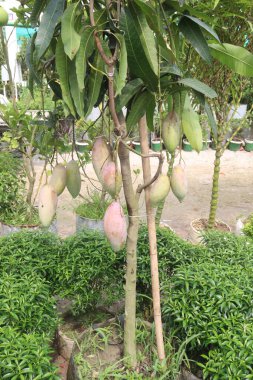 Çiftlikteki ağaçta satılan mangolar nakit mahsullerdir. Magnezyum, potasyum, her ikisi de düşük kan basıncına bağlı. Düzenli bir nabız. Kalbindeki iltihabı azaltmak için mangimin verin.