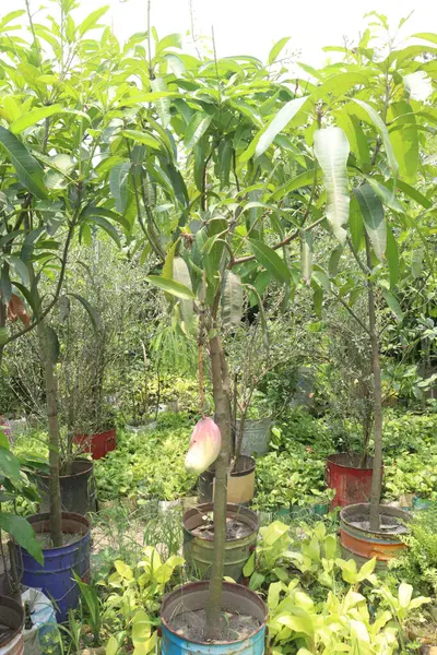 stock image mango on tree in farm for sell are cash crops. have magnesium, potassium, both are connected to lower blood pressure a regular pulse. have mangiferin are reduce inflammation of the heart